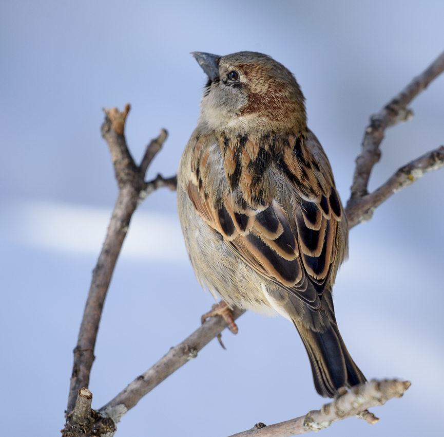 The American tree sparrow