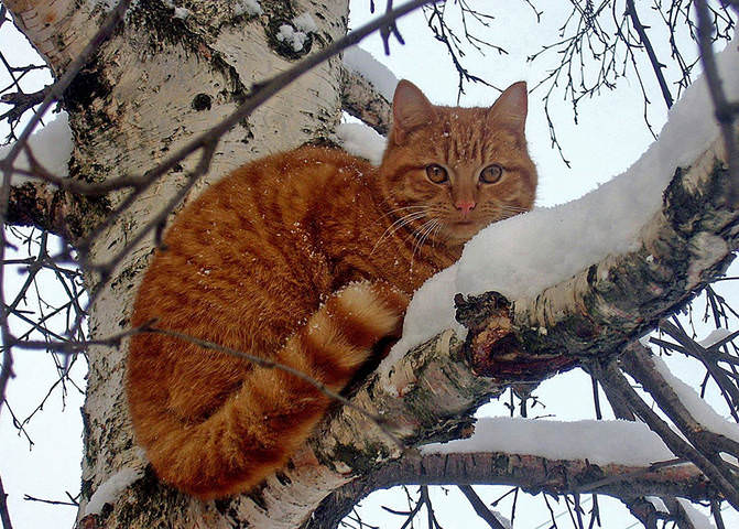 Просто Рыжик