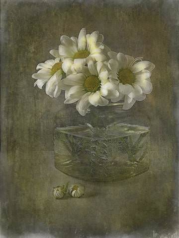 golden-daisy