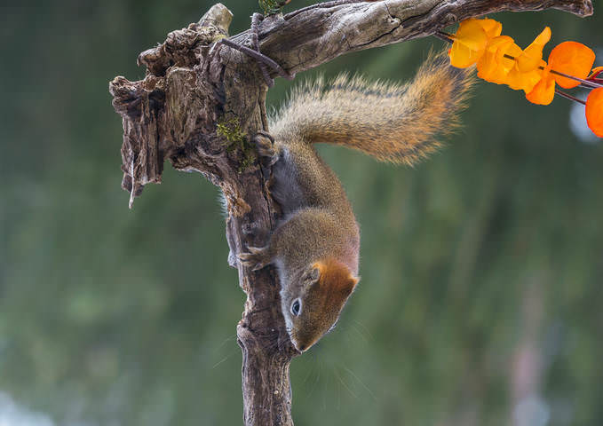 American red squirrel ~ Красная белка