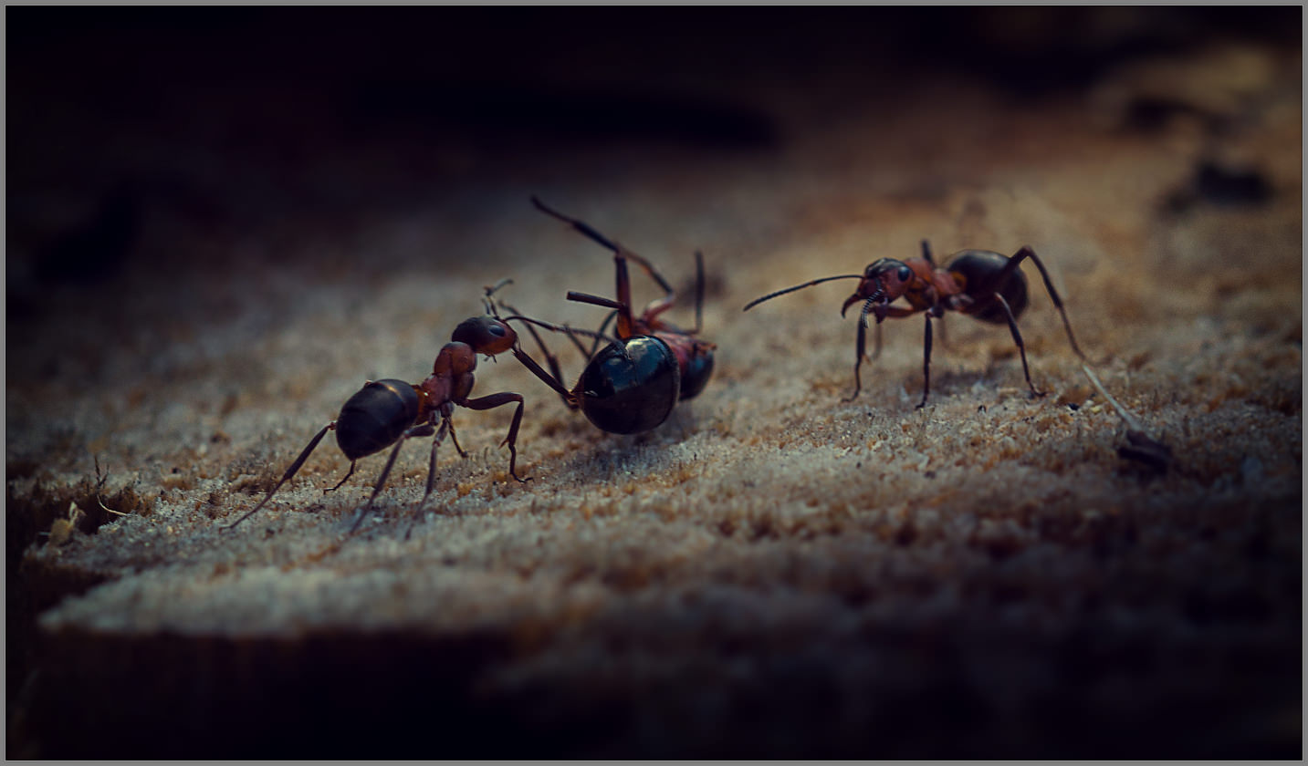Из жизни муравьев