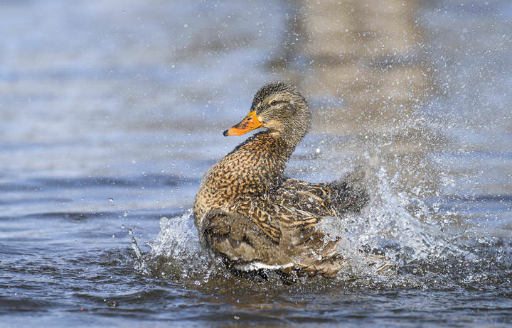 Spring splashes