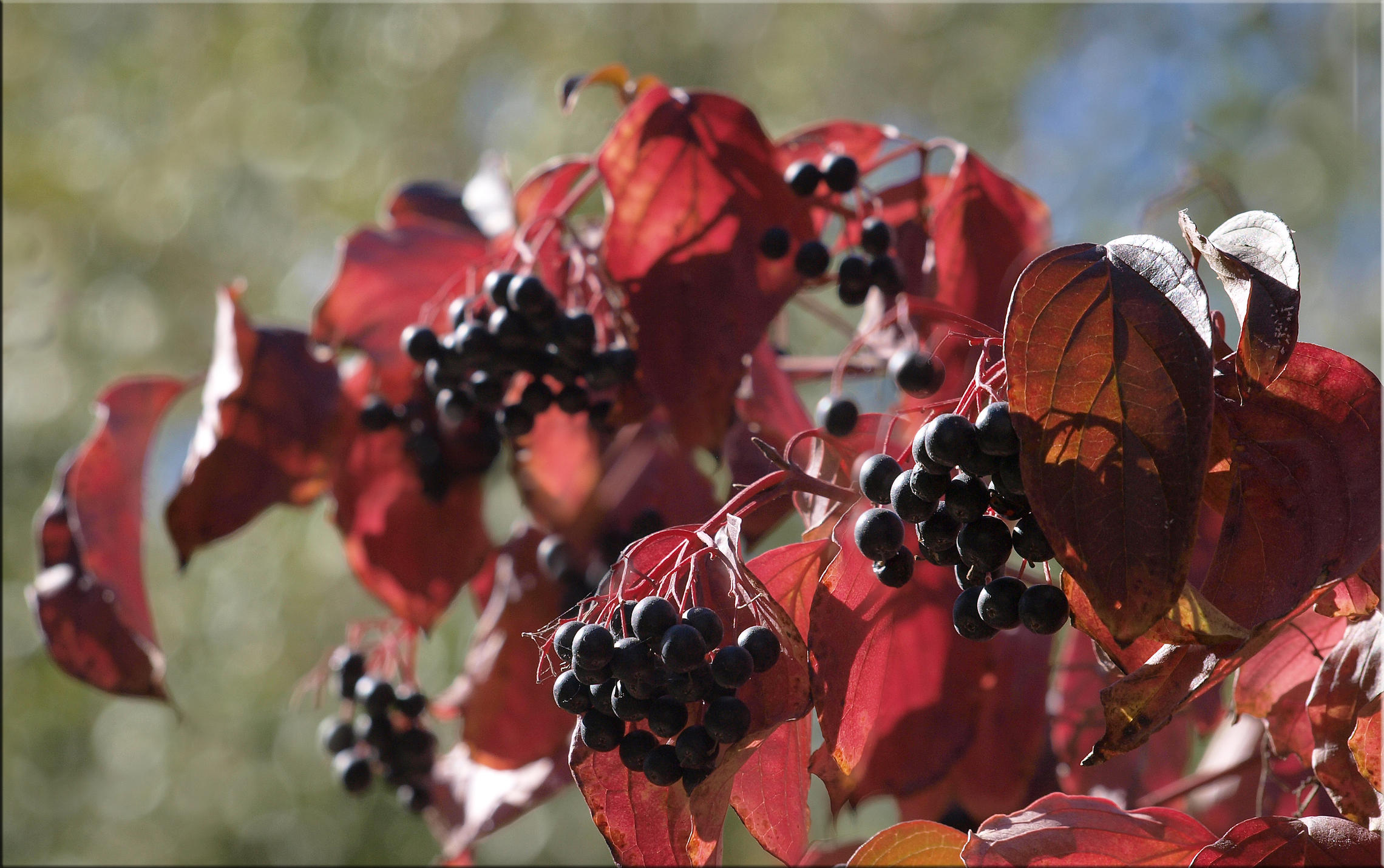 Красные листья черные ягоды