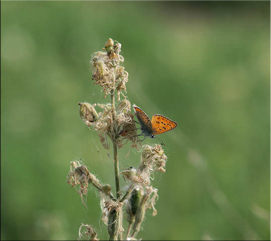 56e08db9c2c26449b96e94fd