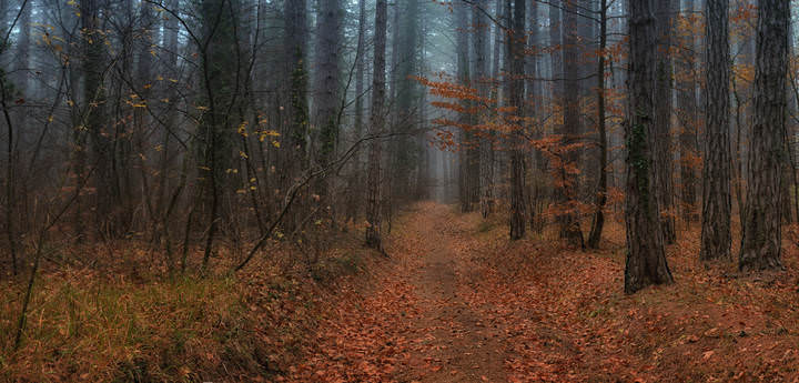 Осенняя дорога.