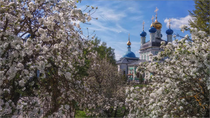 Яблони в цвету