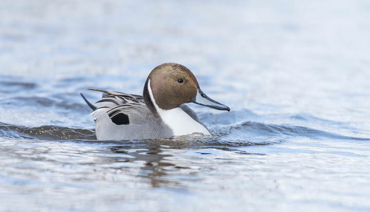 Northern pintail ~ Шилохвость