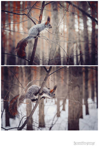 в лесу