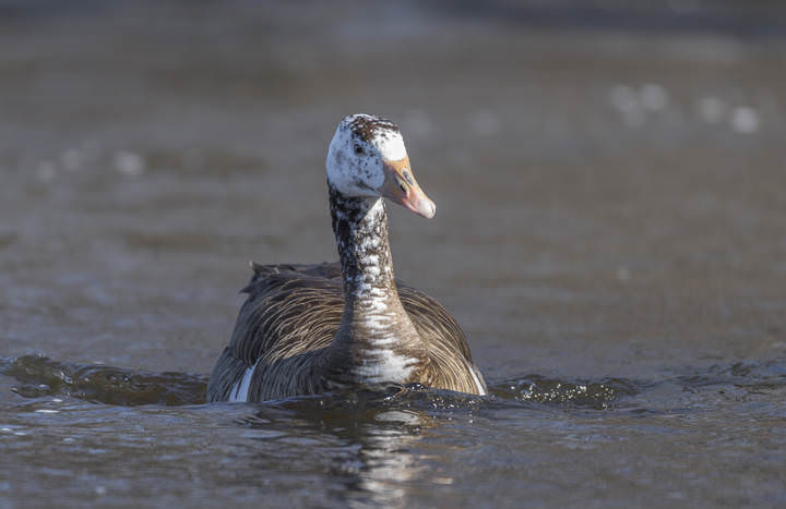 Hybrid Canada Geese X Greylag Geese (?)