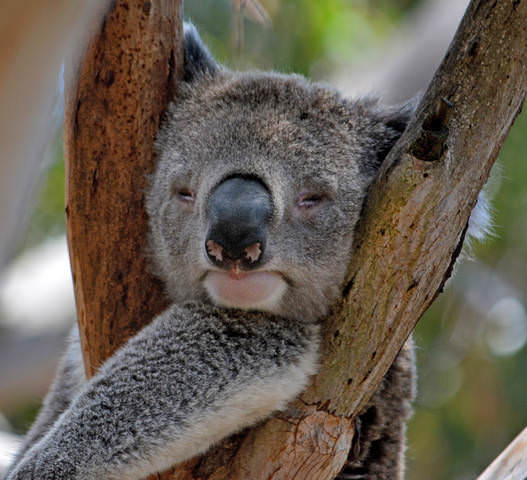Коала