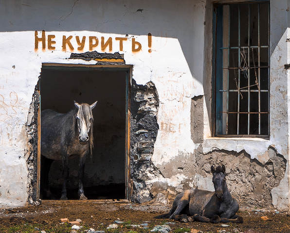 Лошади предупреждают