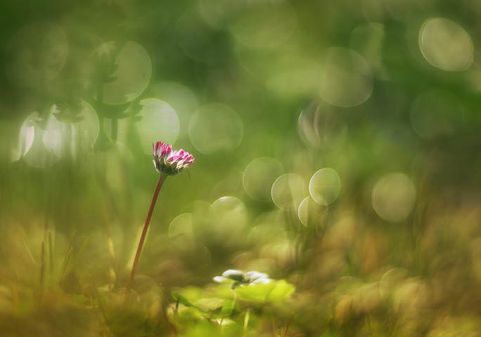 Daisy