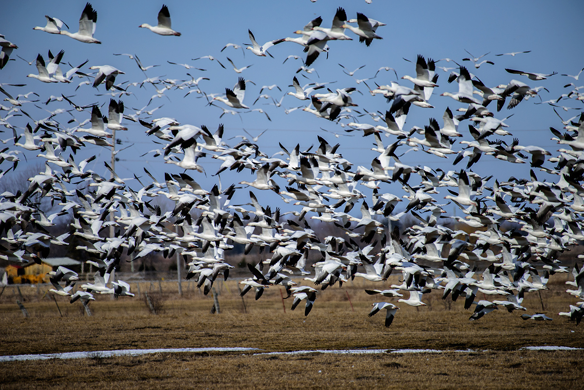 Snow Geese migration Spring 2016