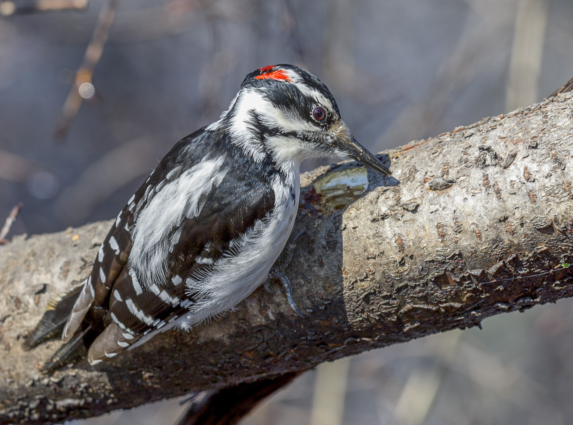 Downy Woodpecker~Пушистый дятел 
