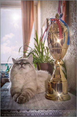 В лучах чемпионской славы