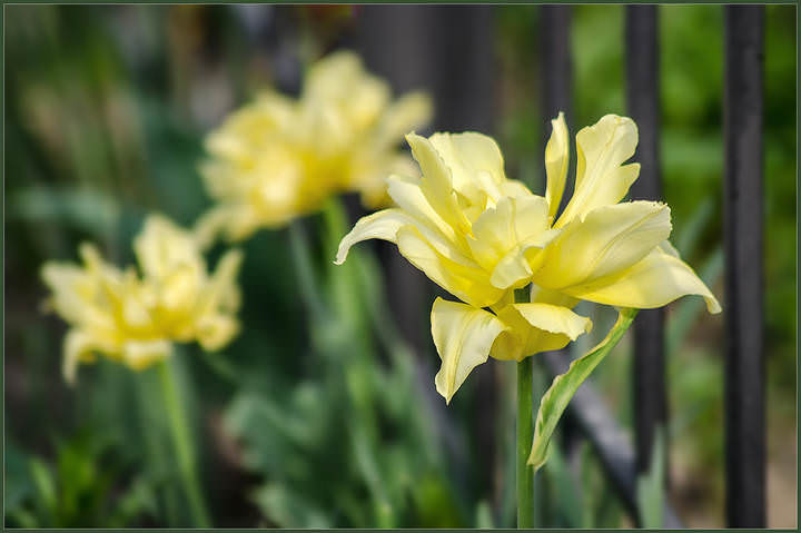 Тюльпан Йеллоу Спайдер (Yellow Spider)