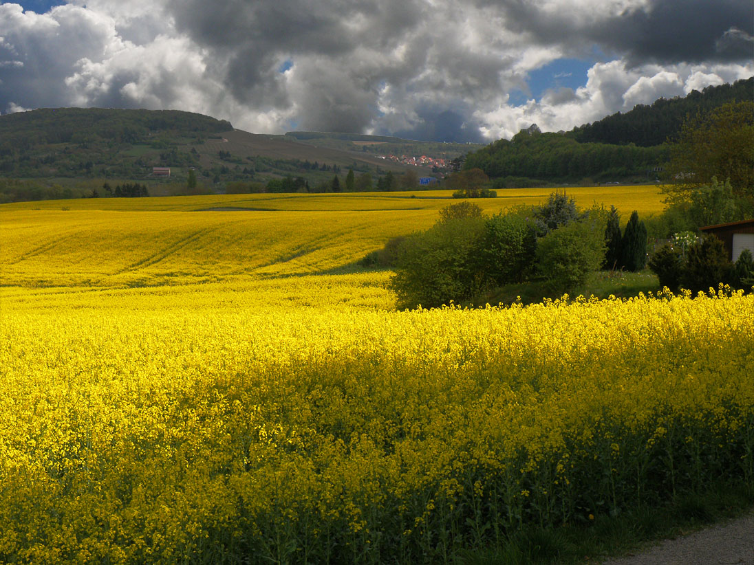 Поля новгородская область. Желтые поля в Калининграде. Поле с желтыми цветами. Желтые поля на Алтае что это. Пейзаж желтое поле.