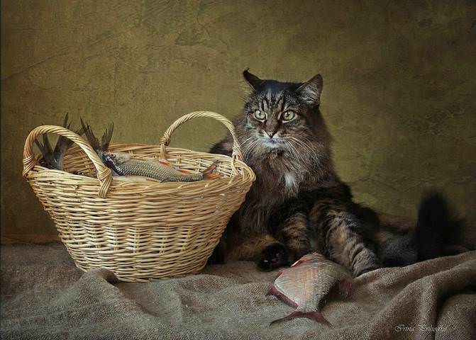 Кот-рыболов
