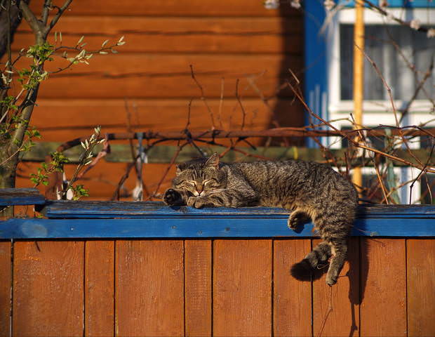 Под весенним солнышком)