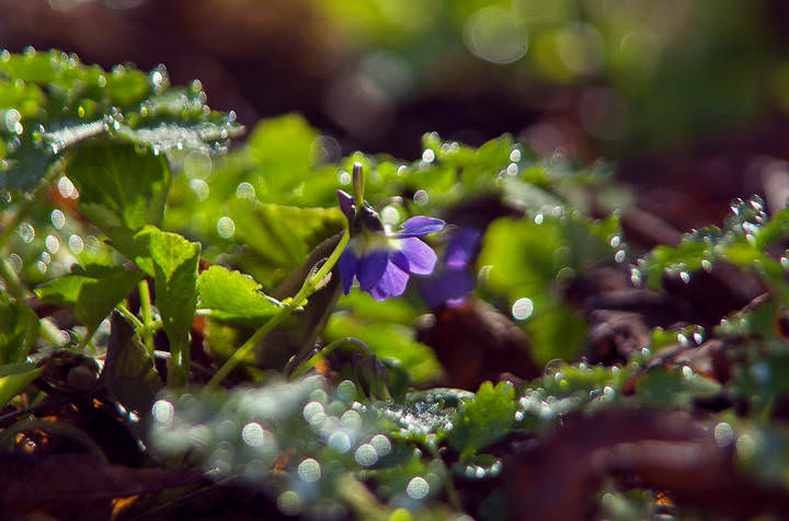 Первые вестники весны