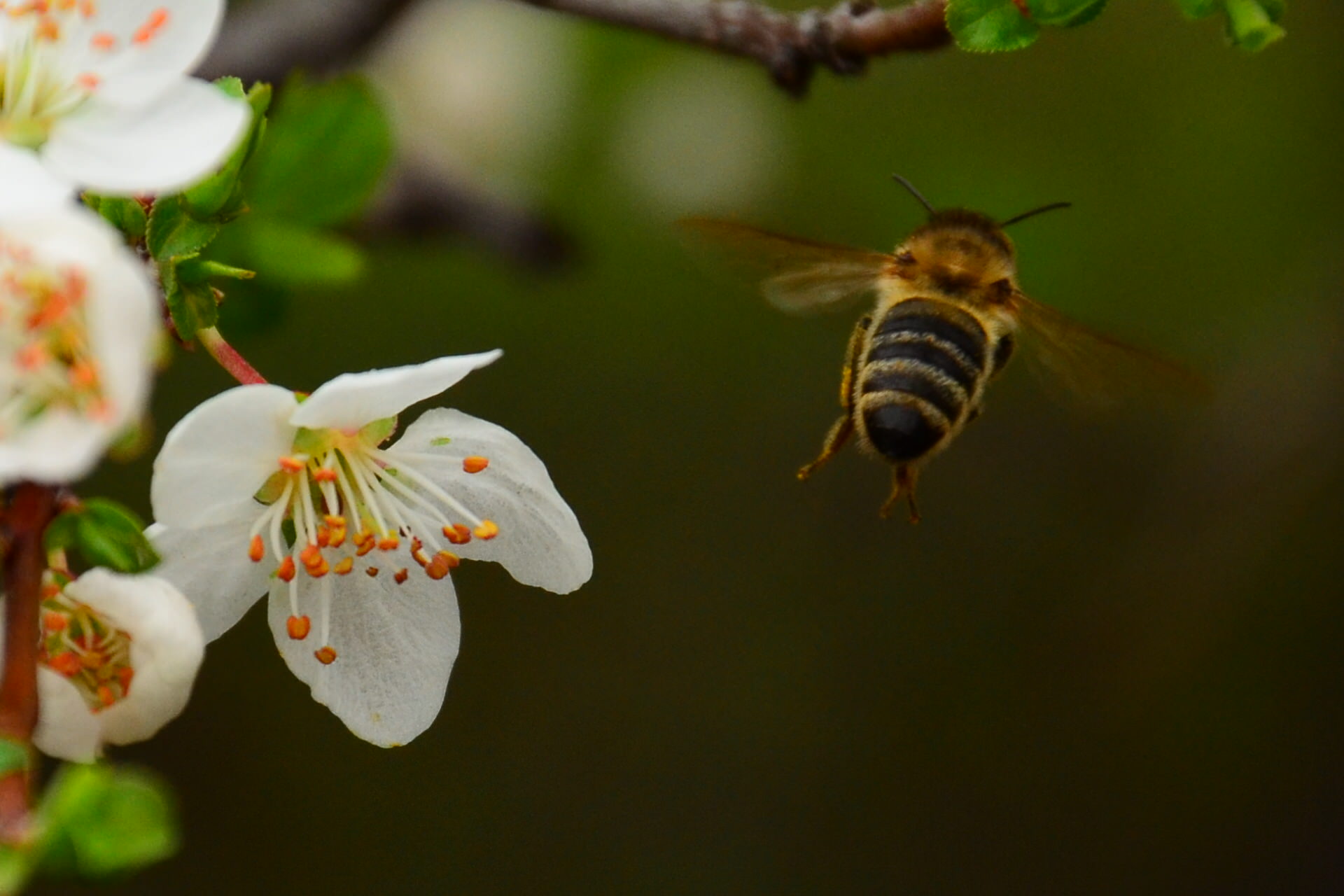 Какие отношения складываются между вишней и пчелой. Шмель на яблоне. Пчела. Пчела на цветущей яблоне.