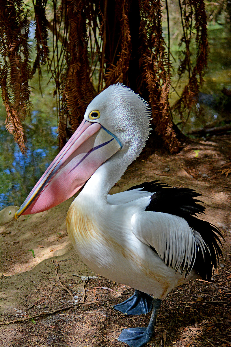 Австралийский пеликан 