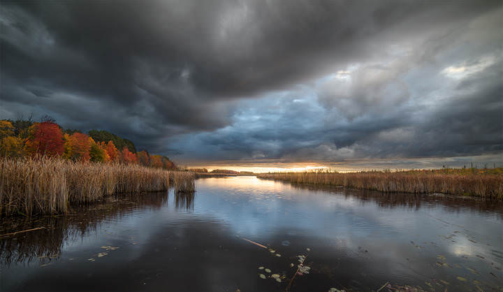 Mer Bleue Bog ~ Transparent Autumn