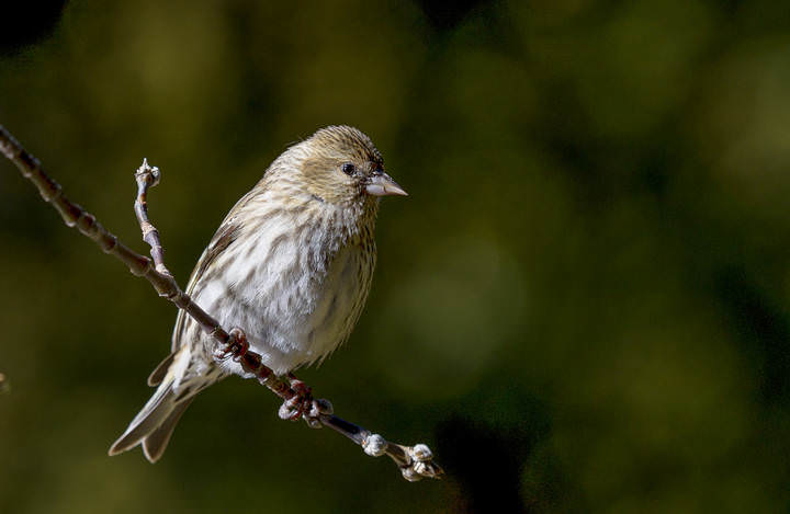 Pine Siskin ~ Сосновый Чиж