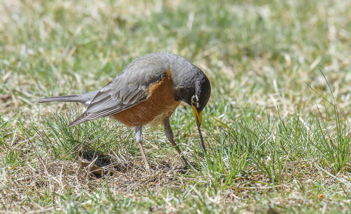 Early bird catches the worm
