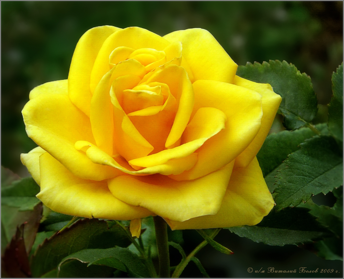Солнечная роза