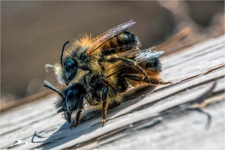 Рыжая осмия (Osmia rufa)