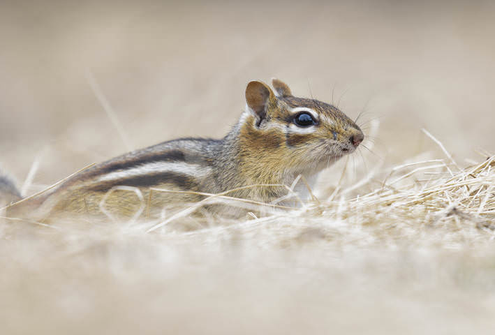 Chipmunk