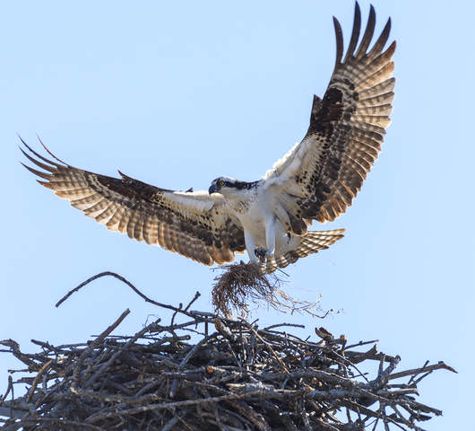 Nesting time