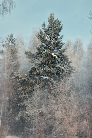 Безмолвие