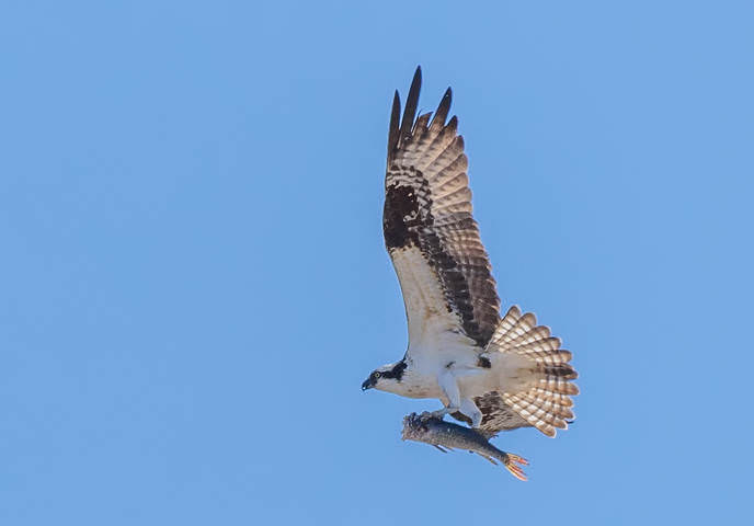 Osprey~Скопа