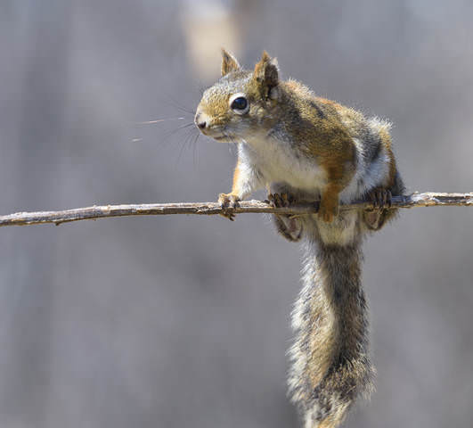 American red squirrel ~ Красная белка