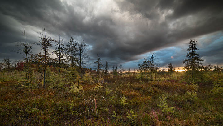 Mer Bleue Bog