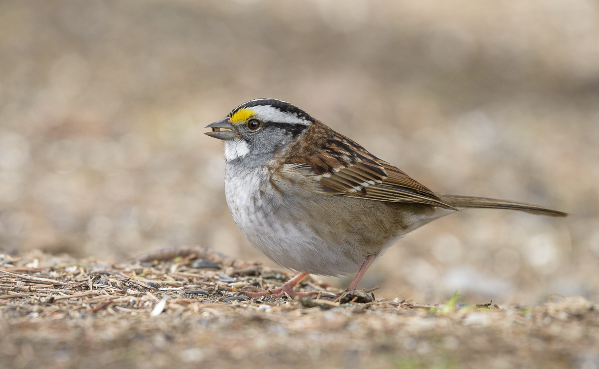 White-throated sparrow~Белошейная зонотрихия