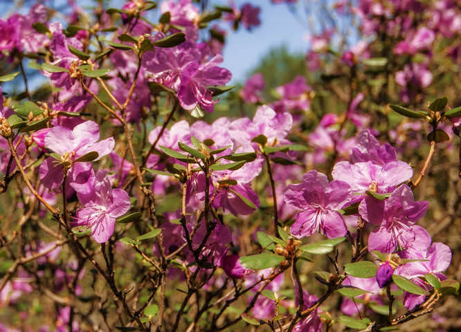 Багульник