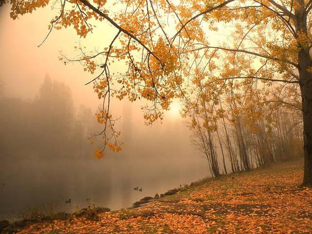 осенний берег 