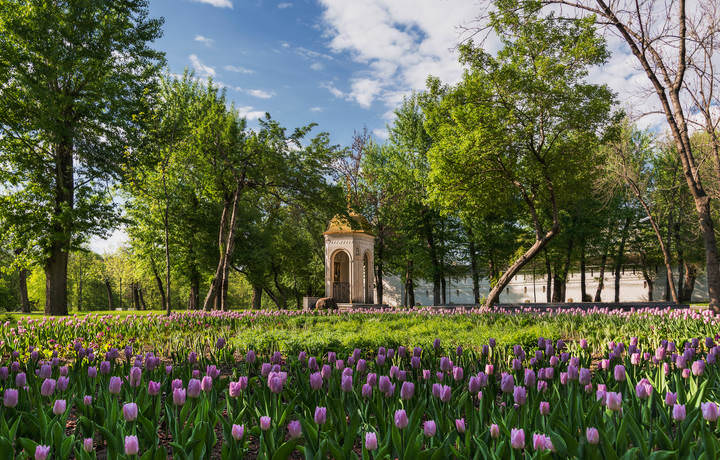 Время тюльпанов