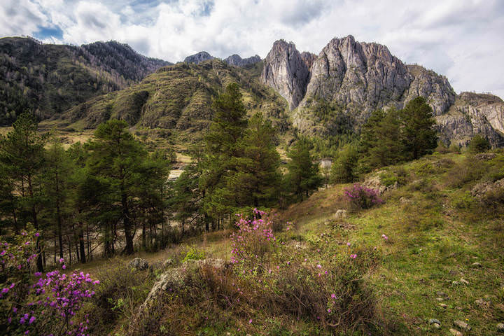 багульник