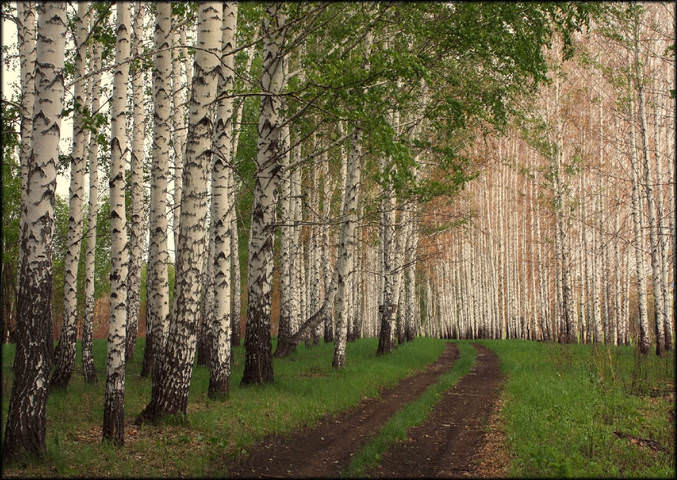 Майский лес