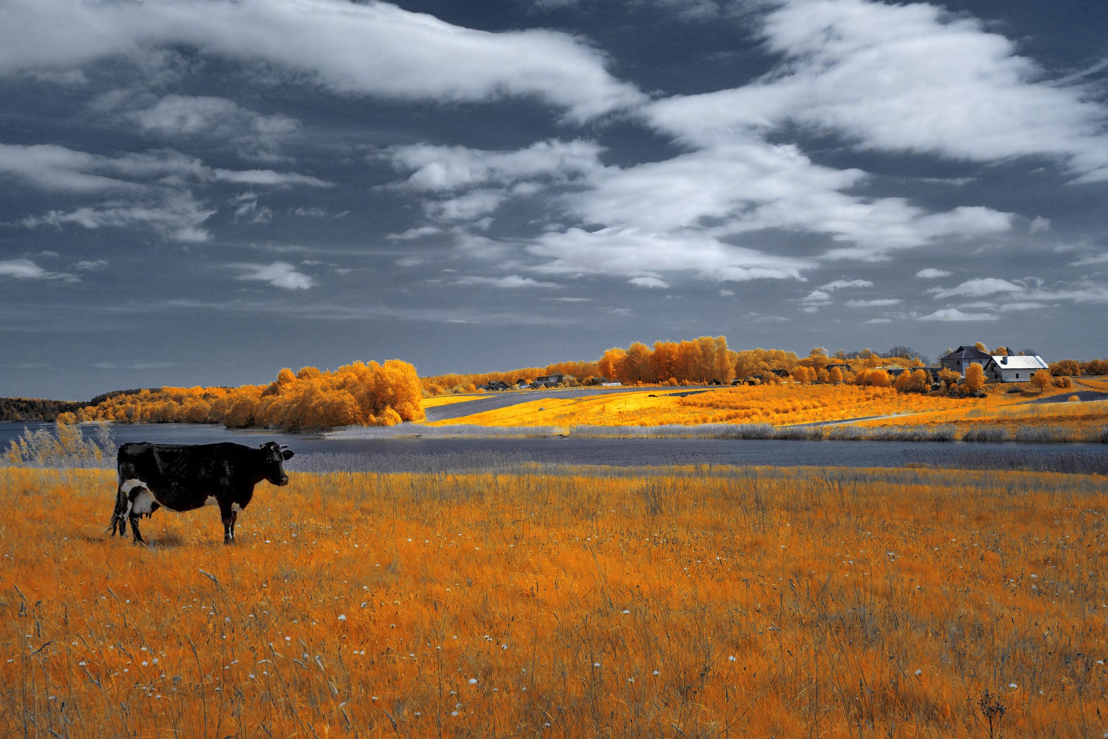 Пейзаж с одинокой коровой. Инфракрасная фотография.
