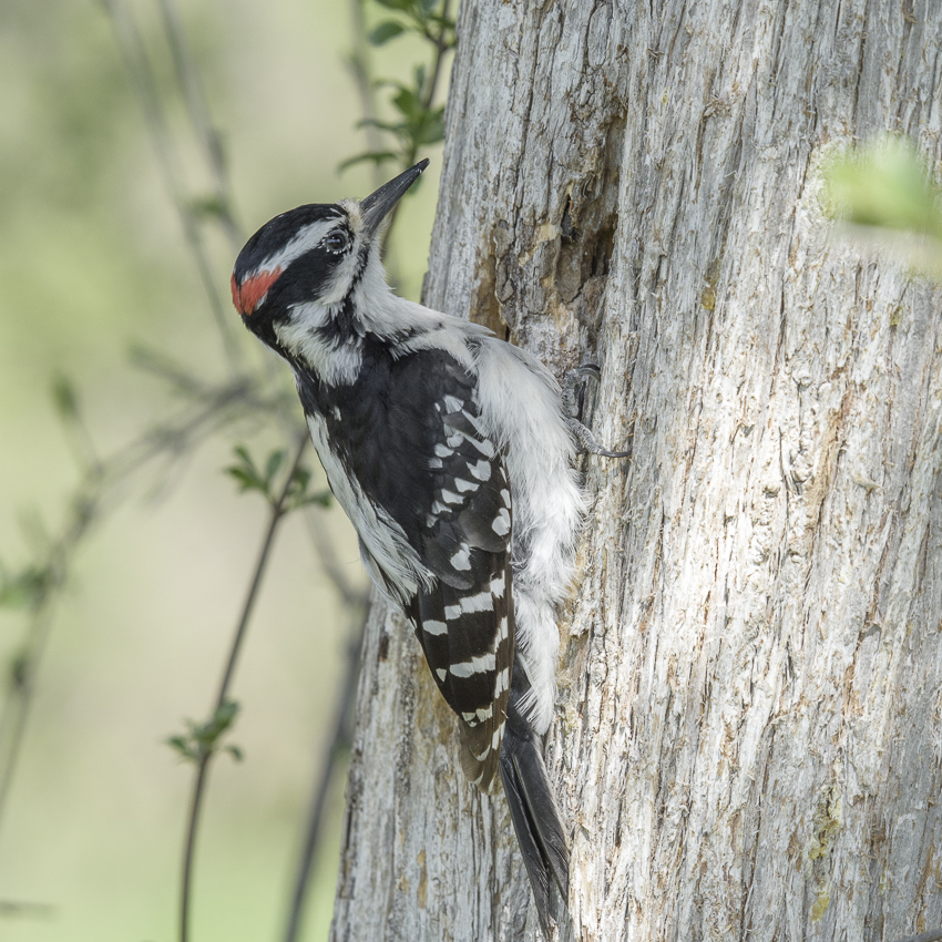 Hairy woodpecker~Волосатый дятел