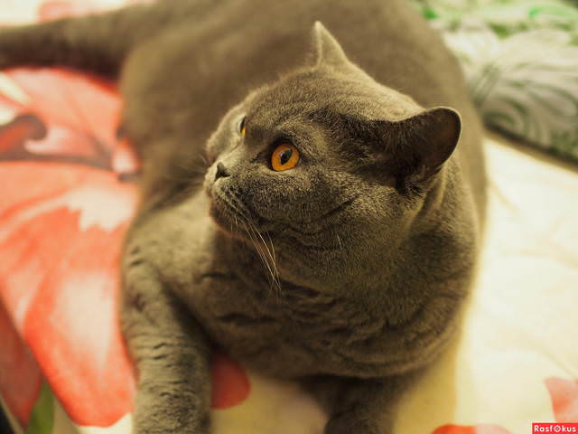 Кошка