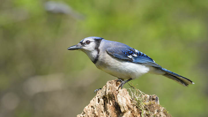 Blue jay~Голубая сойка