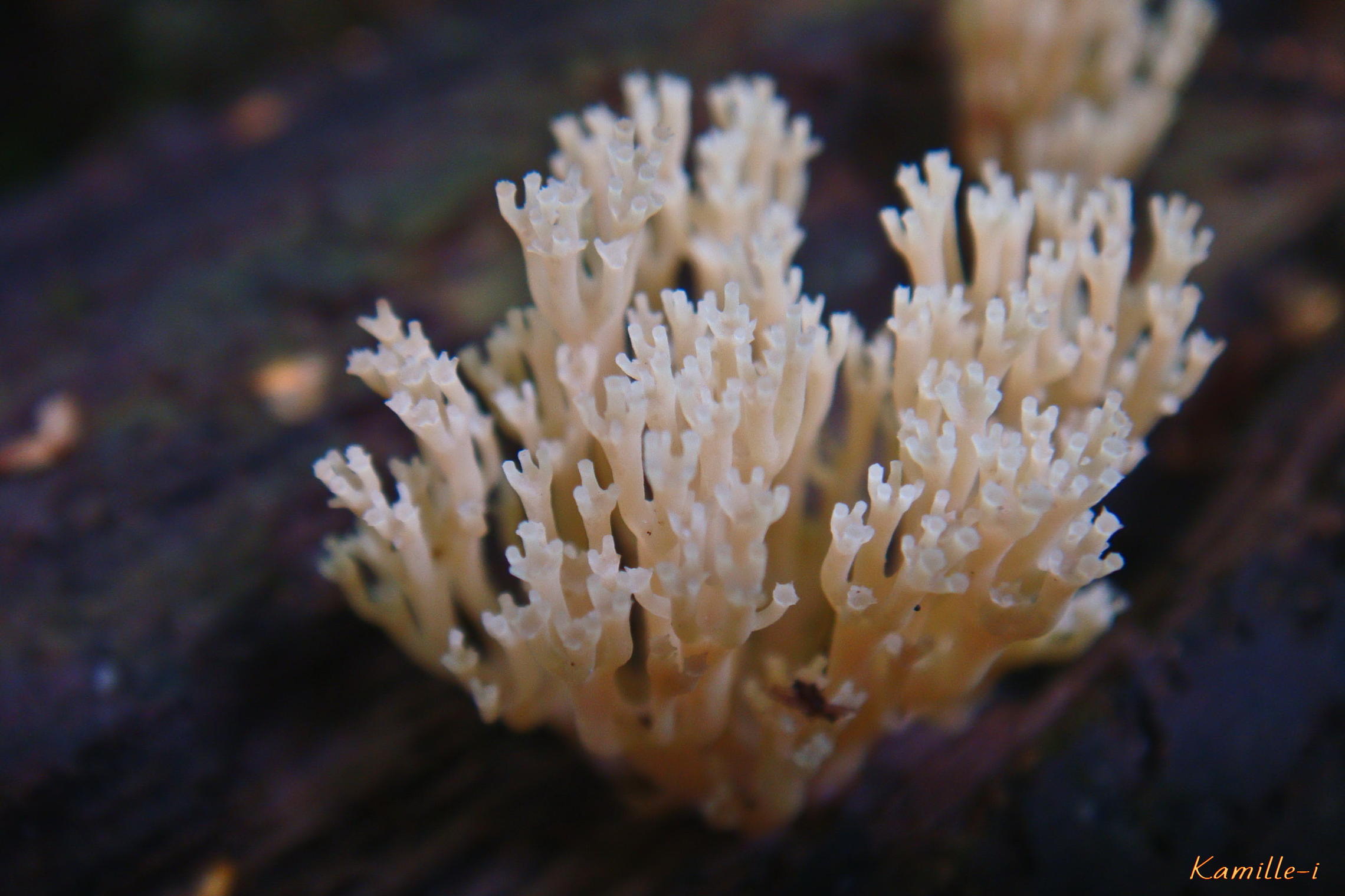 Коралловые грибы