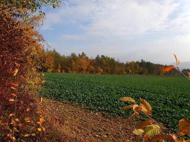 осеннее поле 