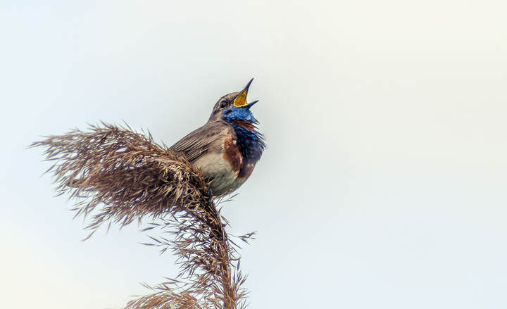 Варакушка (Luscinia svecica)
